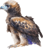 Set-of-Australian-animal-wall-sticker-decals-removable - Mega Sticker Store