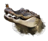 Crocodile sticker decal for car , ute, motorhome truck , window, boat, truck - Mega Sticker Store