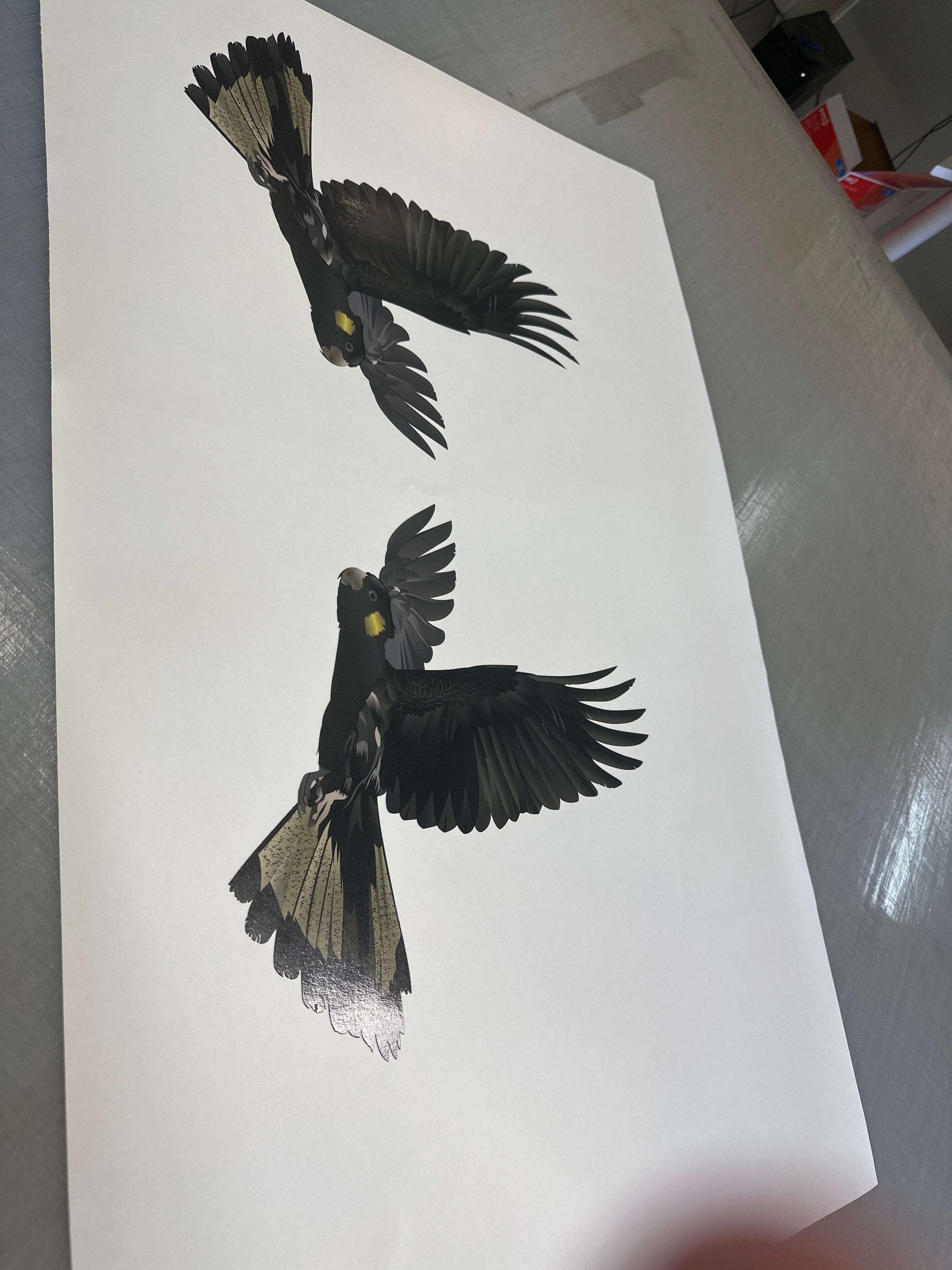 350mm Yellow-Tailed Black Cockatoo vinyl sticker left and right facing design variants