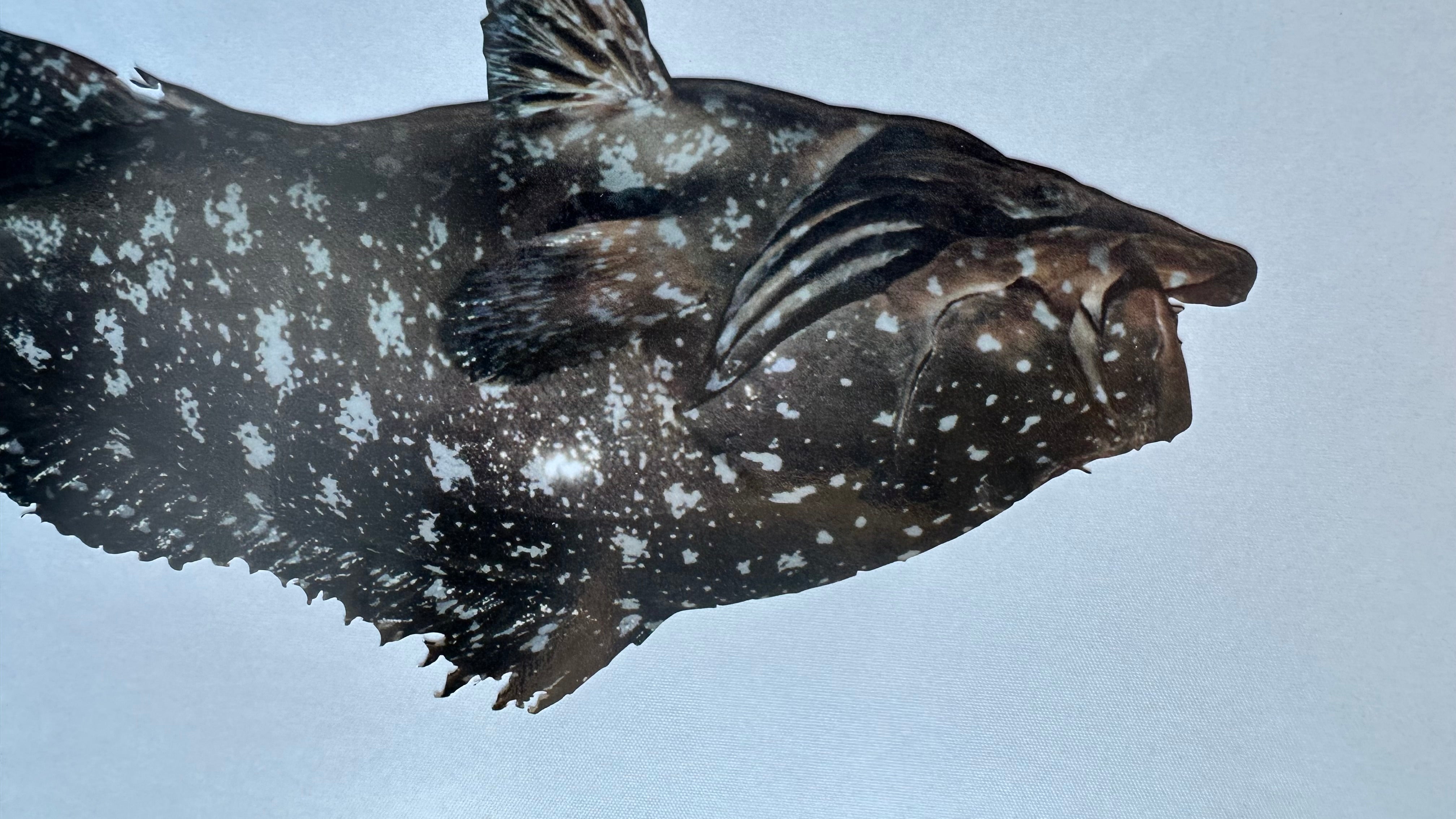 Rankin Cod Boat Decal, Realistic Fishing Sticker for Boats and Utes, Marine Grade Vinyl Fish Graphic, Outdoor UV Waterproof