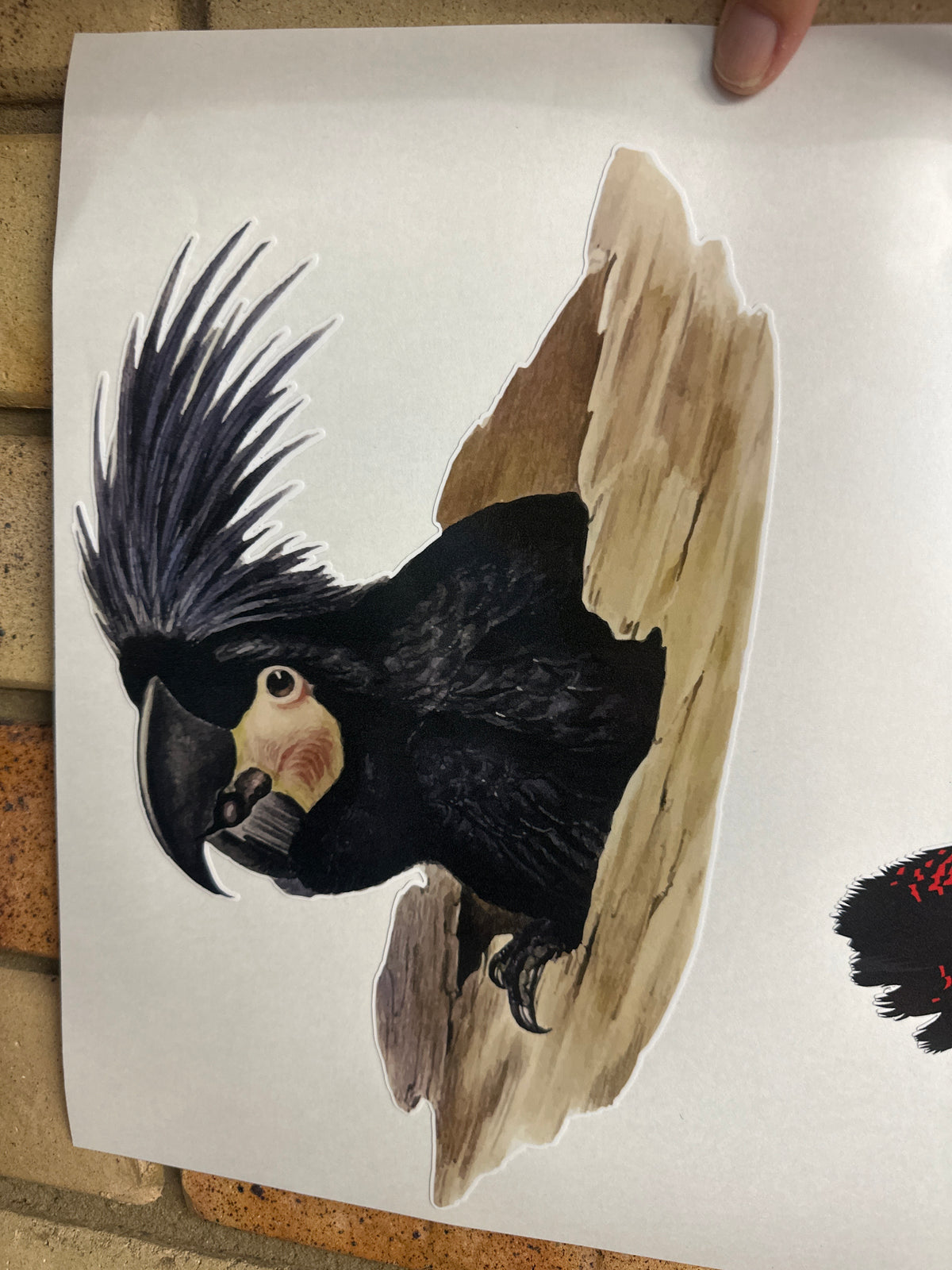 Australian Cockatoo Car Decal | Parrot Sticker for Vehicle, Motorhome, Truck | Wildlife Decoration