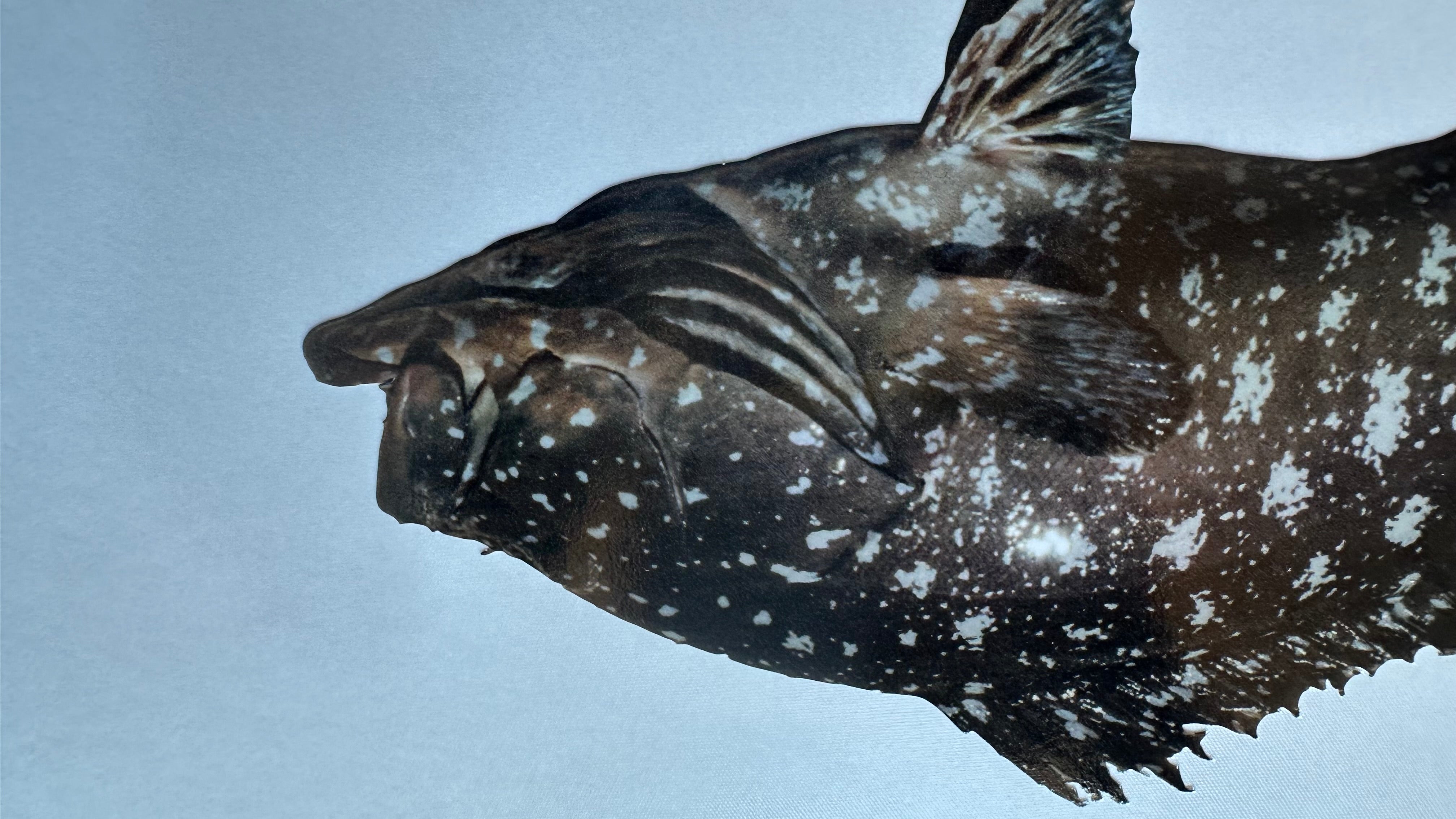 Rankin Cod Boat Decal, Realistic Fishing Sticker for Boats and Utes, Marine Grade Vinyl Fish Graphic, Outdoor UV Waterproof