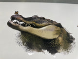 Crocodile sticker decal for car , ute, motorhome truck , window, boat, truck