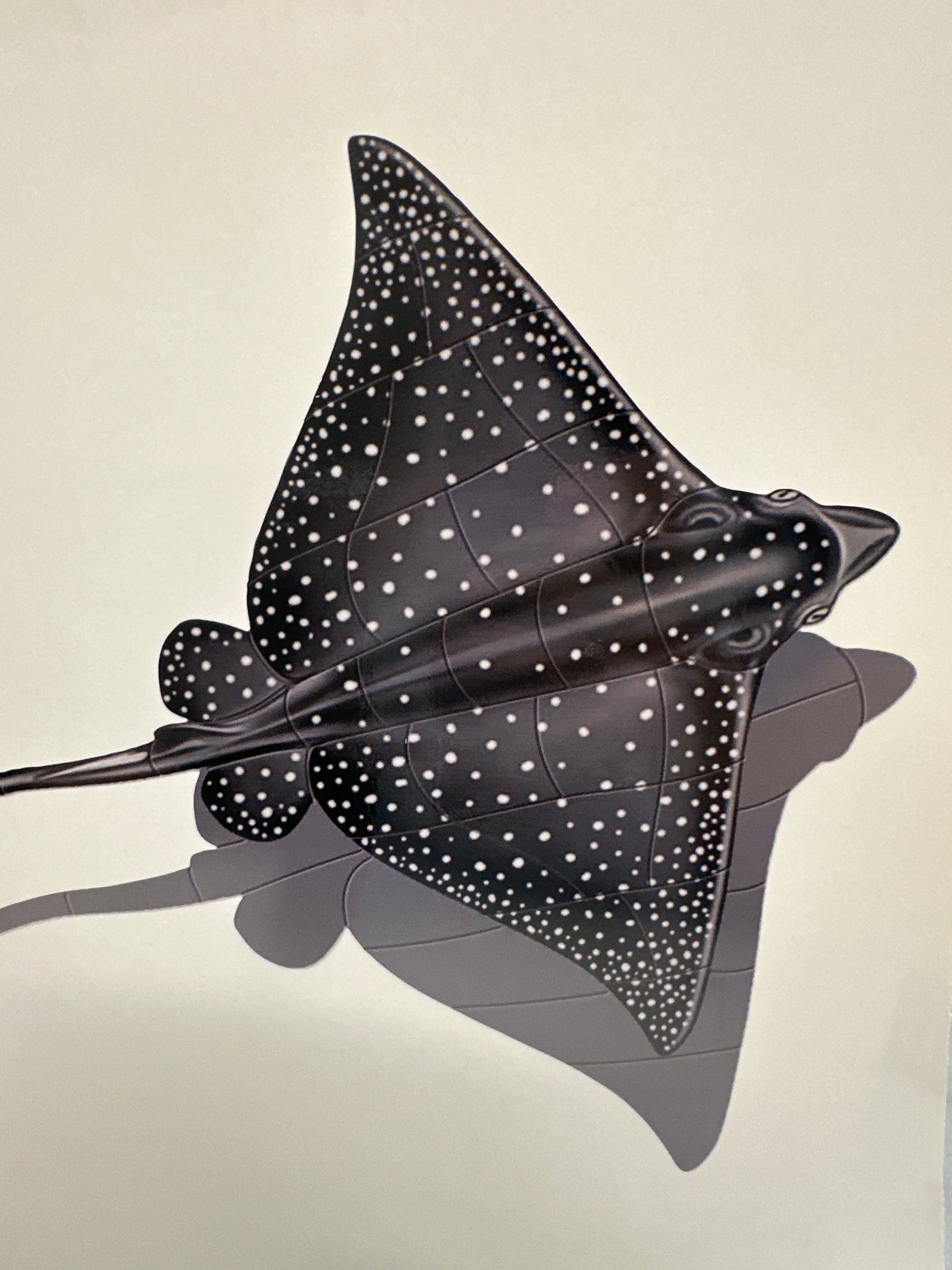 Eagle Ray  Decal Sticker for vehicles, boat , motorhome, truck, trailer, car sticker