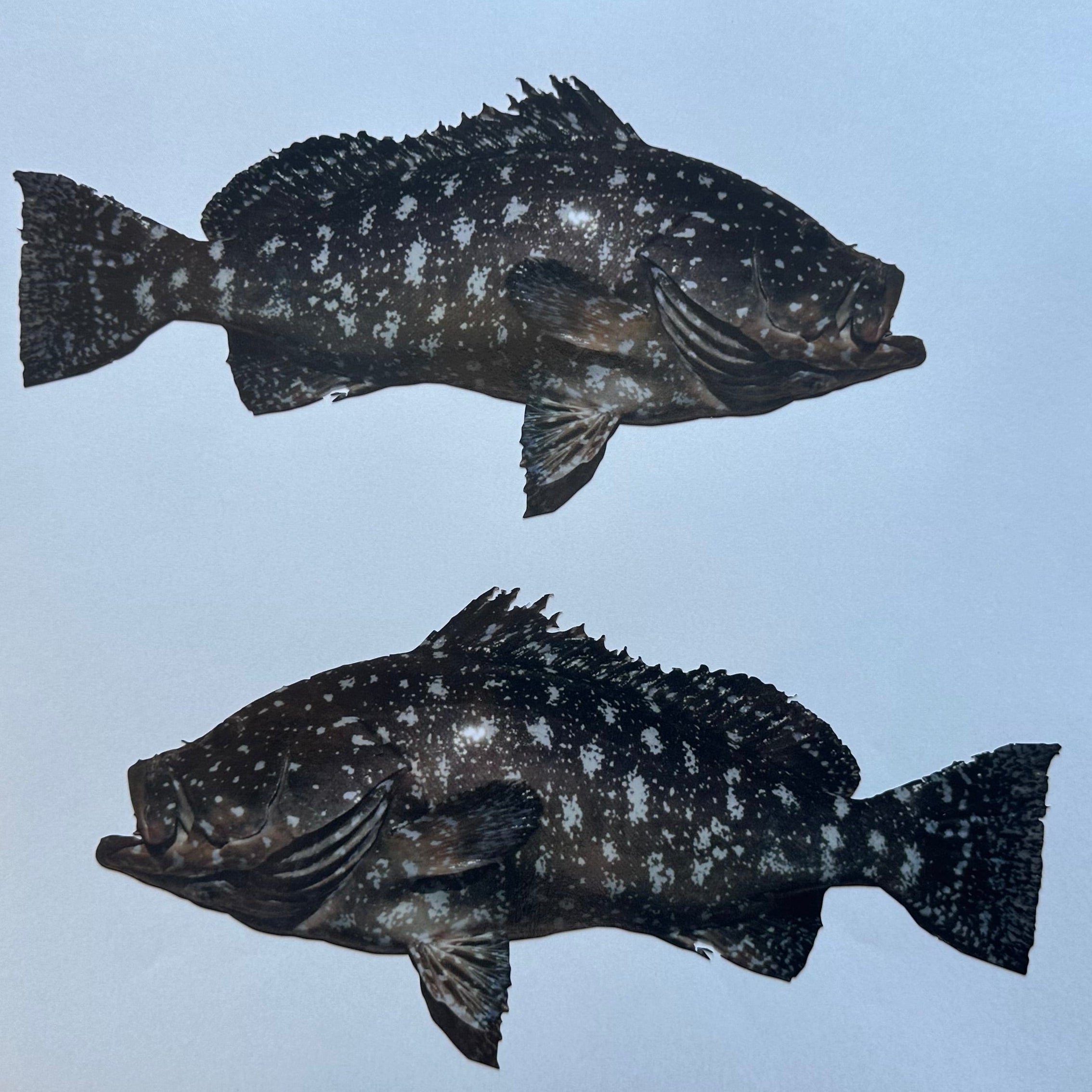 Rankin cod fish sticker decal for boats motorhome Utes or other flat surface