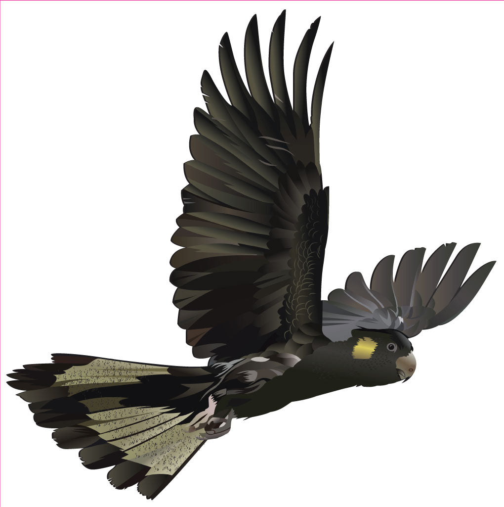 A flying cockatoo with dark gray to black feathers, a yellow cheek patch, and a pale beak, shown against a plain white background.