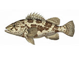 Rankin Cod Vinyl sticker decal for vehicle boat - flat smooth surface