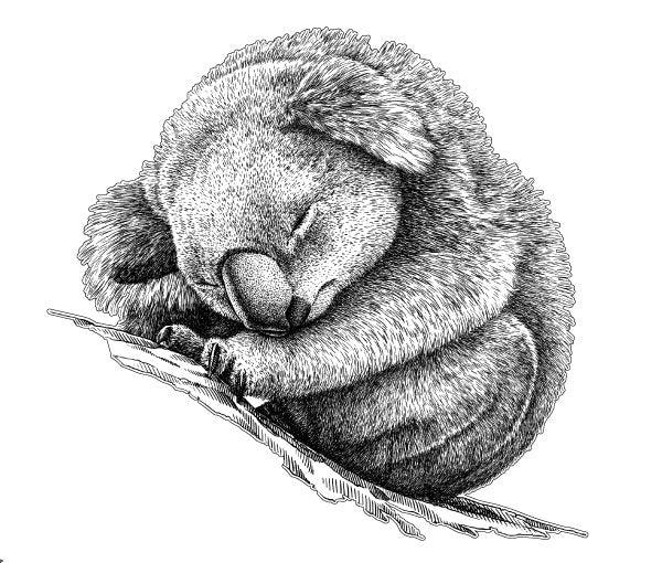 Sleeping Koala sticker for vehicle, motorhome, truck - Mega Sticker Store